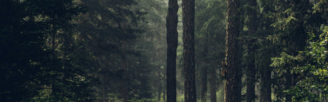 Environment